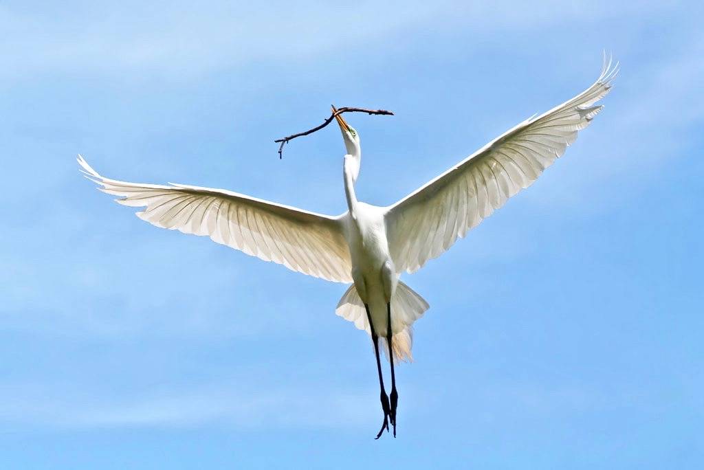 Great Egret by TexasEagle is licensed under CC BY-NC 2.0